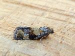 49.021 BF987 – Yellow Larch Tortrix (Ptycholomoides aeriferana)