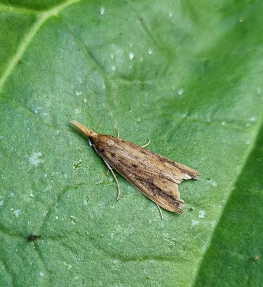 Schoenobius gigantella - Emily Milnes