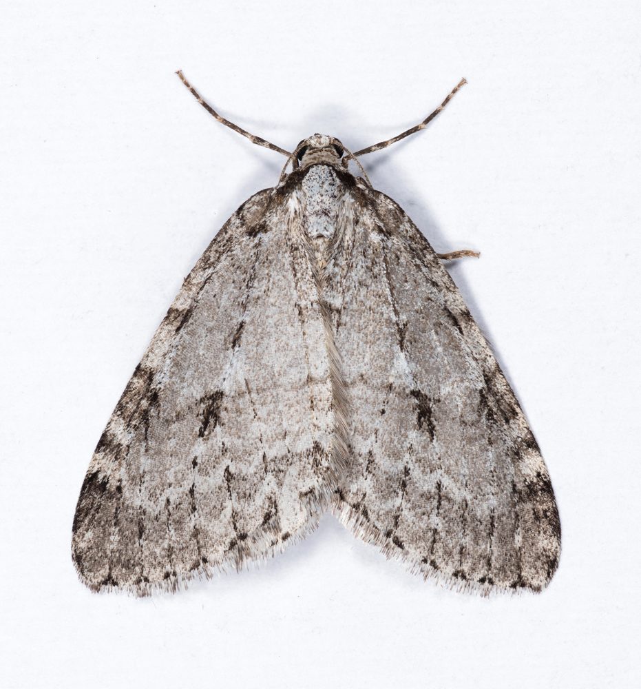 Small Autumnal Moth - Geometridae - Epirrita filigrammaria - Christian Heintzen