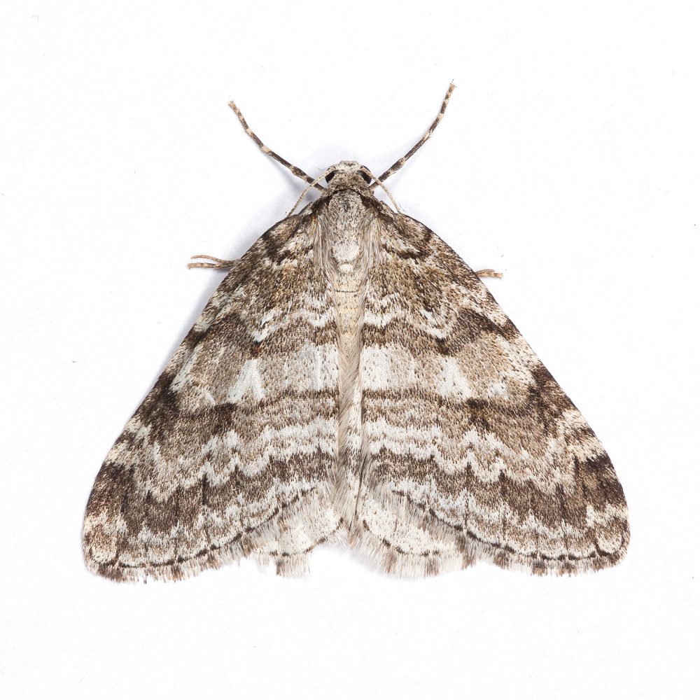 Small Autumnal Moth - Geometridae - Epirrita filigrammaria - Christian Heintzen