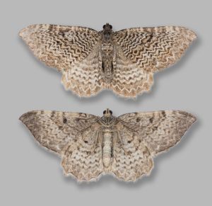 Scallop Shell - Rheumaptera undulata - 9th July 2024 -Christian Heintzen