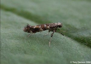 15.014 BF293Gracillaria syringellaGarden Stilt