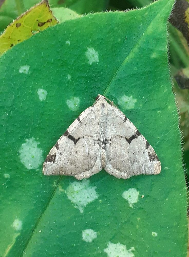 V Moth - Geometridae - Macaria wauaria - Clive Ashton