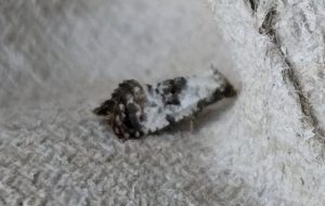 Neocochylis hybridella - 2nd August 2024- Cromford - Clive Ashton
