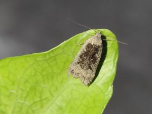 Anacampsis blattariella - Steve Thorpe