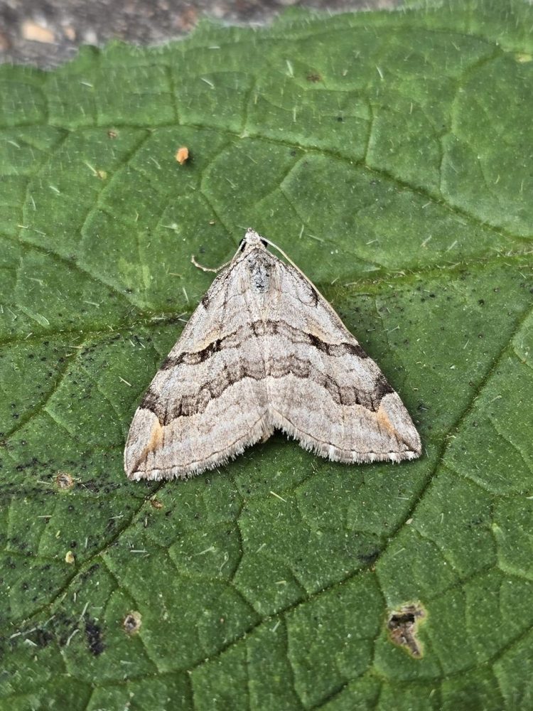 Lesser Treble-bar - Geometridae - Aplocera efformata - Clive Ashton
