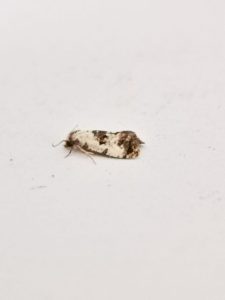 Neocochylis hybridella - 7th August 2024 - Staveley -Sid Morris