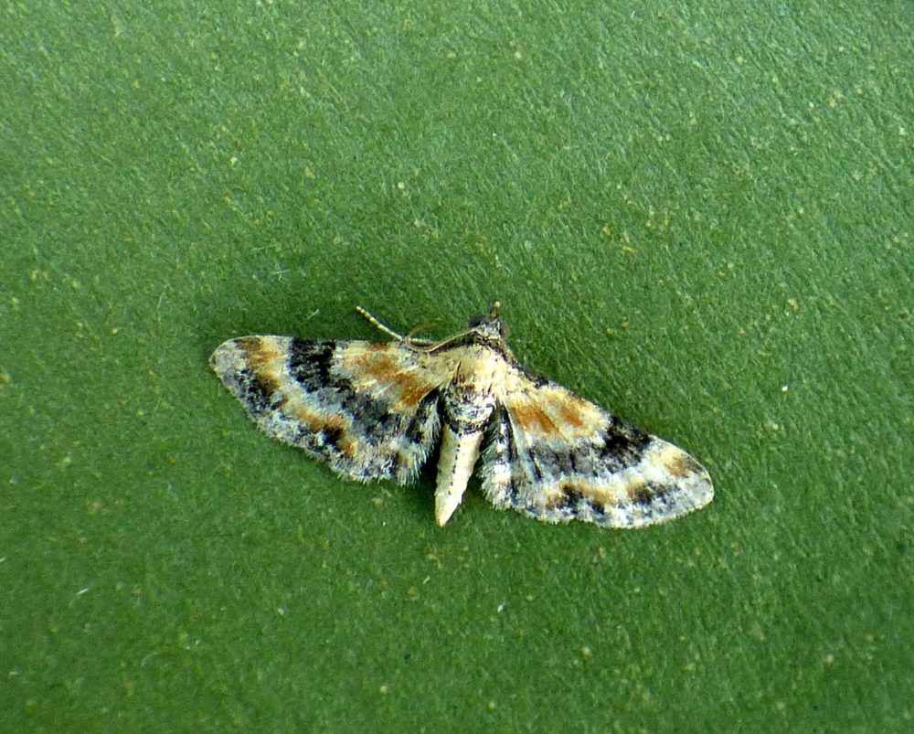 70.150 BF1816 - Toadflax Pug - Geometridae - Eupithecia linariata - Brian Hallam