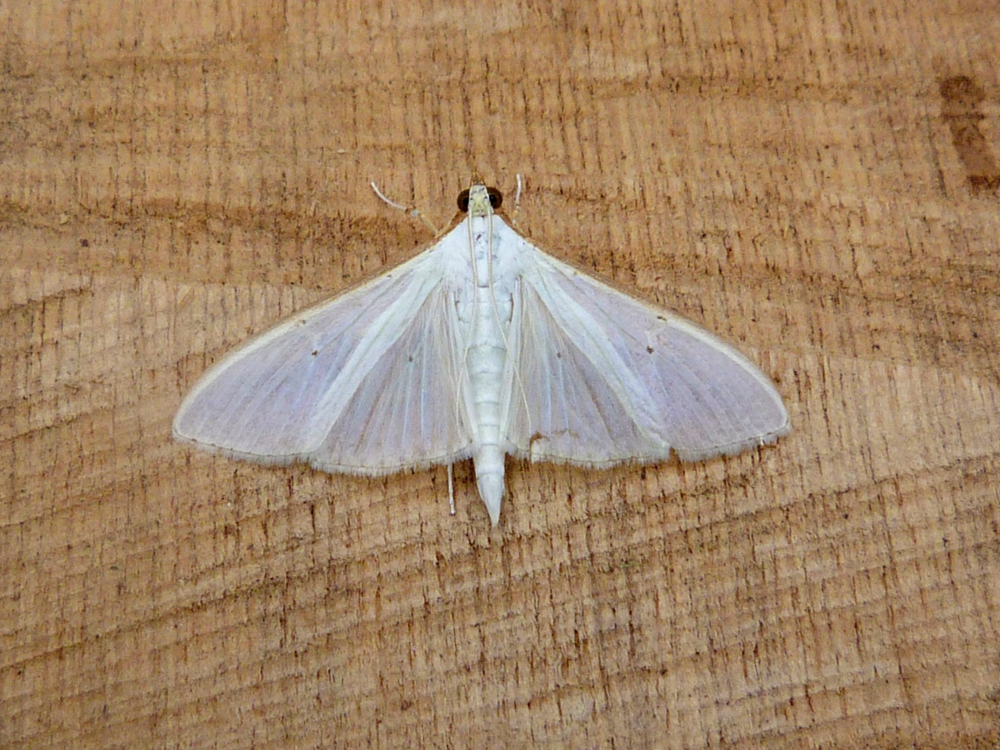63.048 BF1408 - Crambidae - Spilomelinae - Palpita vitrealis