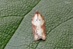 49.073 BF1047 – Viburnum Tortrix (Acleris schalleriana)