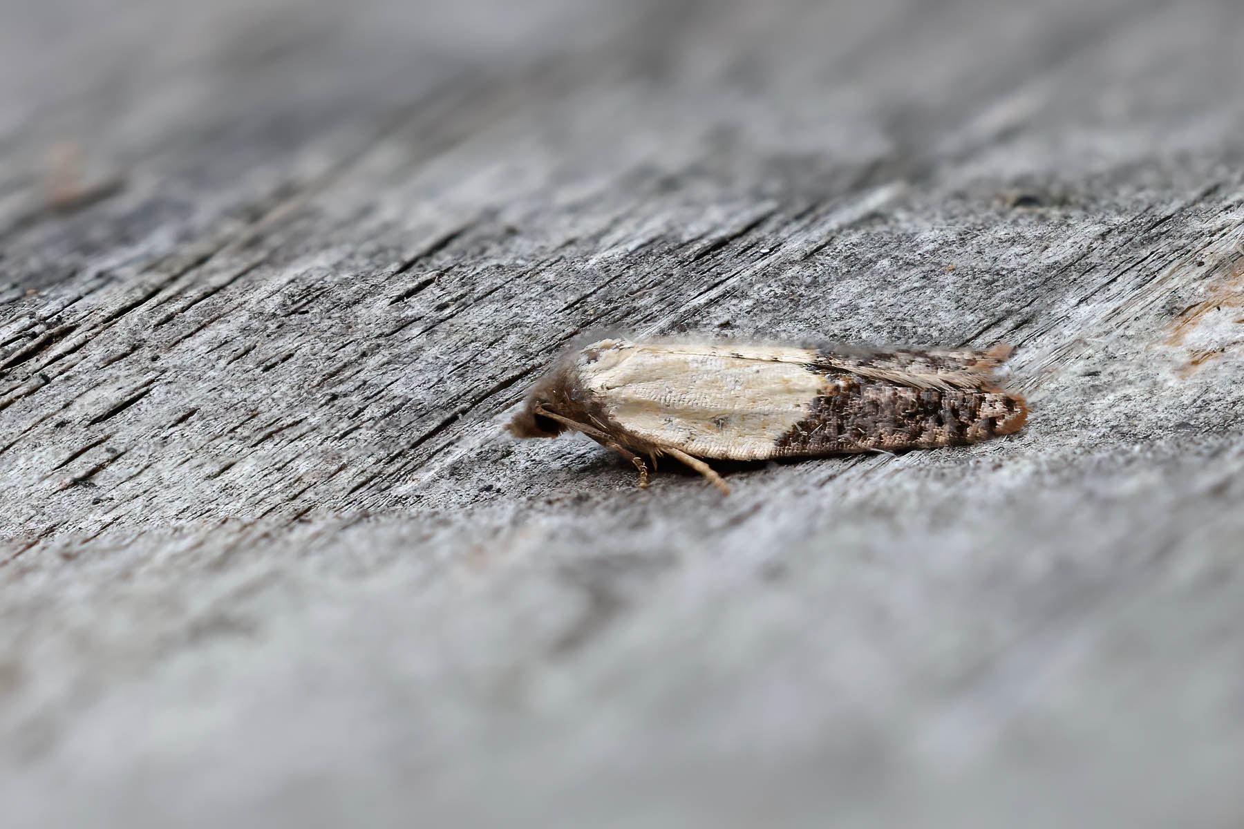 Acleris variegana - Tony Davison