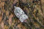 49.087 BF1061 – Lichen Tortrix (Acleris literana)