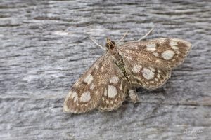 63.018 BF1378Anania coronataElder Pearl
