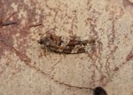 49.020 BF974 – Heather Tortrix (Argyrotaenia ljungiana)