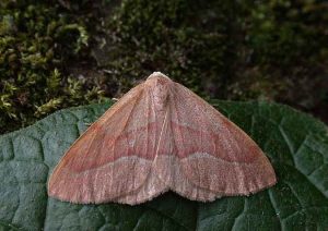 Barred Red - Geometridae - Hylaea fasciaria - Tony Davison