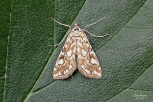 63.114 BF1345Elophila nymphaeataBrown China-mark