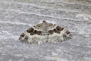 70.061 BF1738Common CarpetEpirrhoe alternata