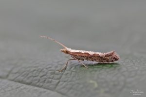 18.001 BF464Plutella xylostellaDiamond-back Moth