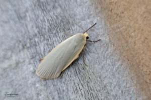 72.044 BF2044Dingy FootmanEilema griseola