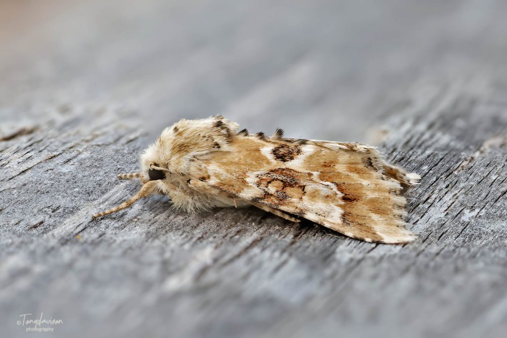 73.120 BF2352 - Dusky Sallow - Noctuidae - Eremobia ochroleuca