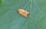 49.039 BF998 – Light Brown Apple Moth (Epiphyas postvittana)