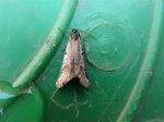 49.043 - BF1026 – Frost Tortrix (Exapate congelatella)