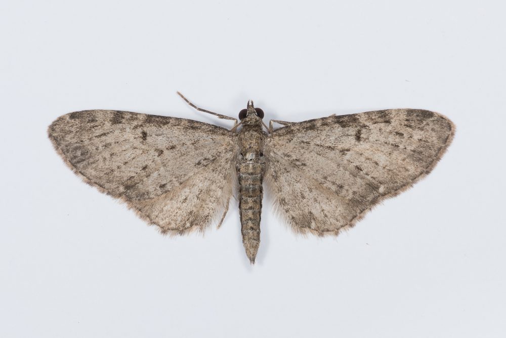 70.161 BF1851 - Golden-rod Pug - Geometridae - Eupitheci virgaureata Christian Heintzen