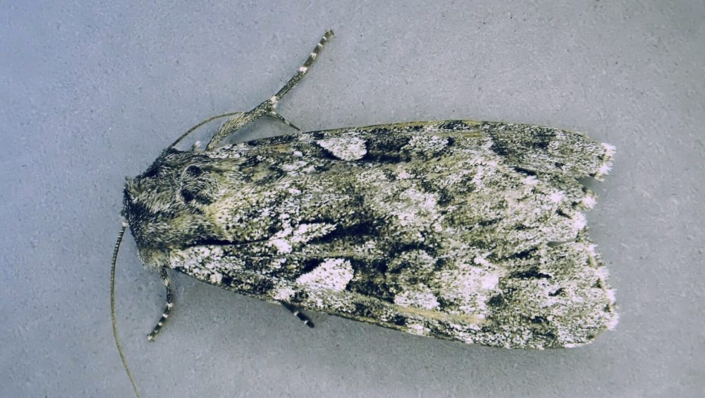 73.350 BF2137 - Great Brocade - Noctuidae - Eurois occulata - Steve Orridge