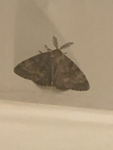 72.011 BF2034 - Gypsy Moth - Erebidae - Lymantria dispar - Sam Goddard