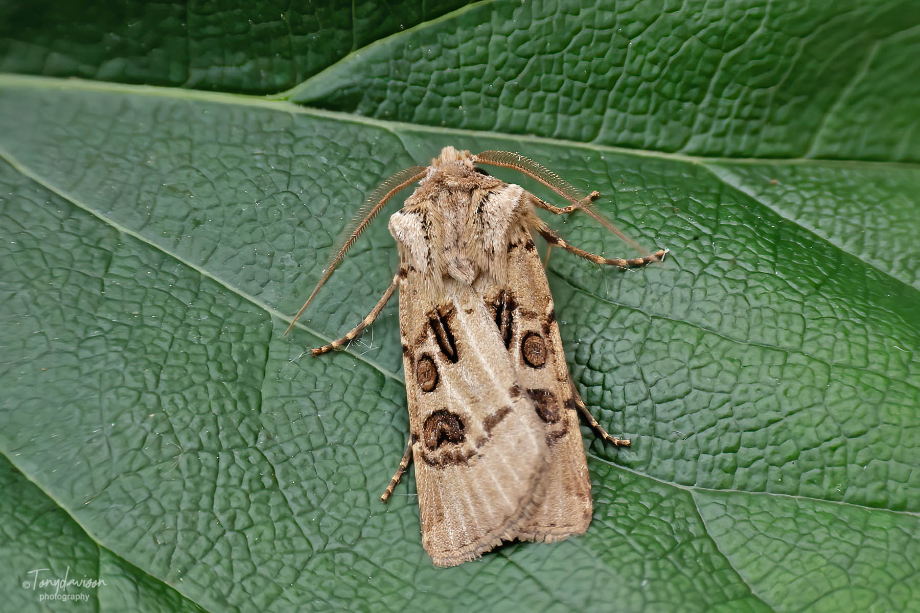 Heart and Club - Tony Davison