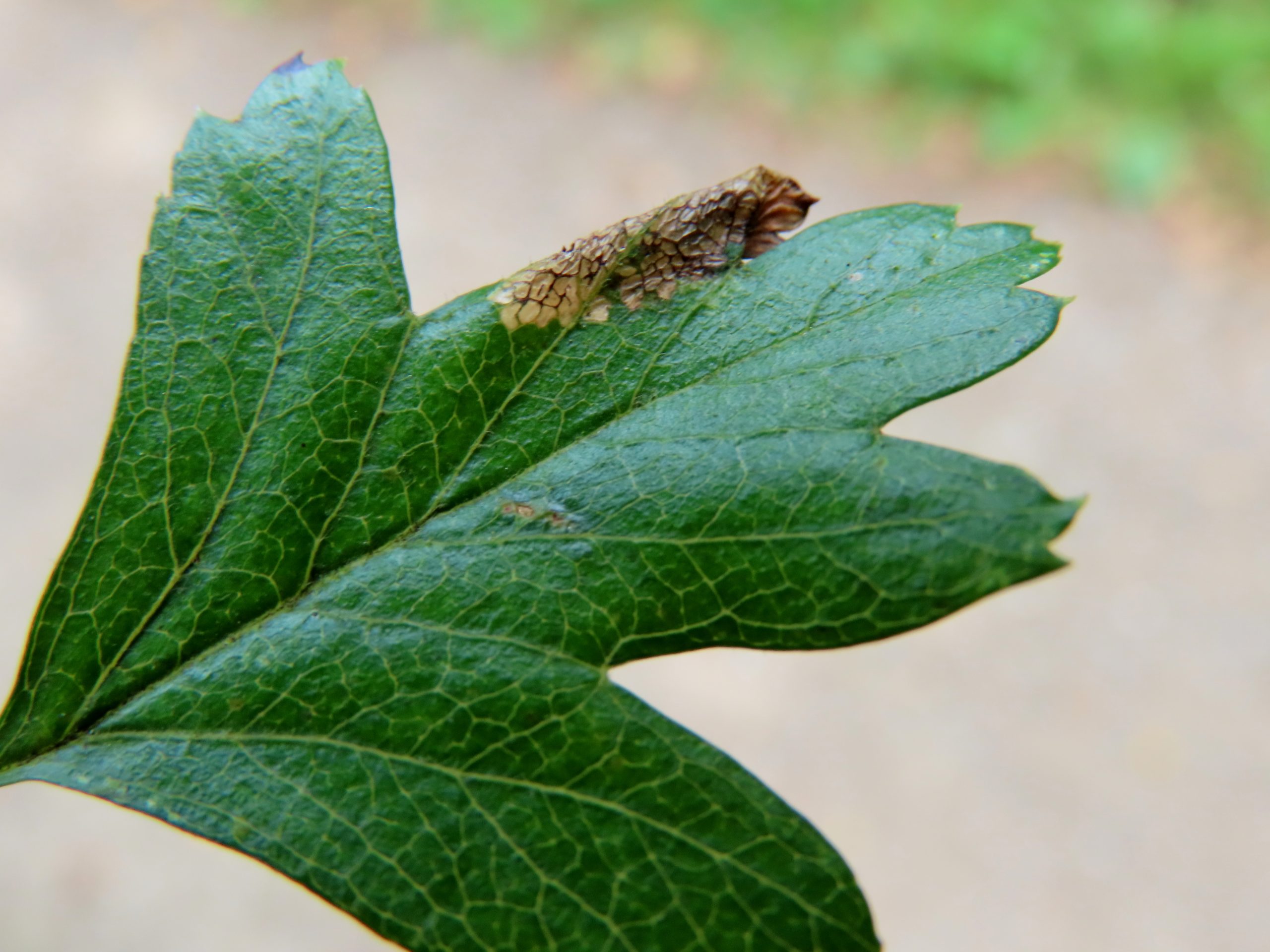 Gracillariidae - Lithocolletinae - Phyllonorycter oxyacanthae - Dave Evans