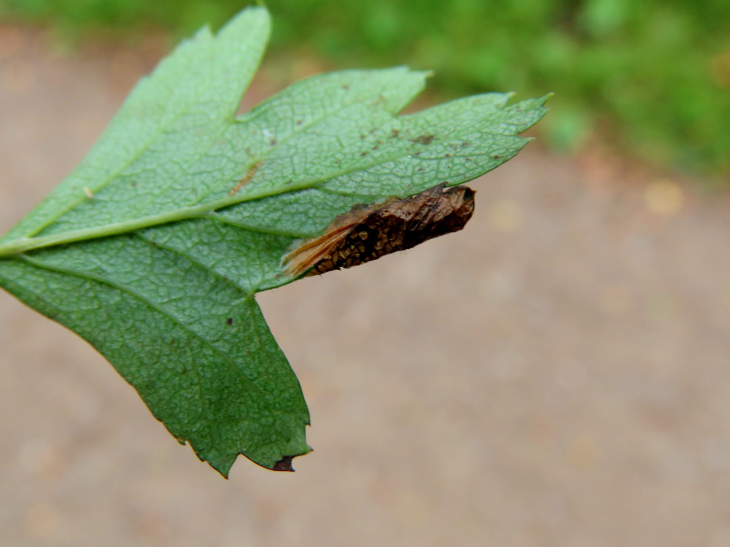 Gracillariidae - Lithocolletinae - Phyllonorycter oxyacanthae - Dave Evans