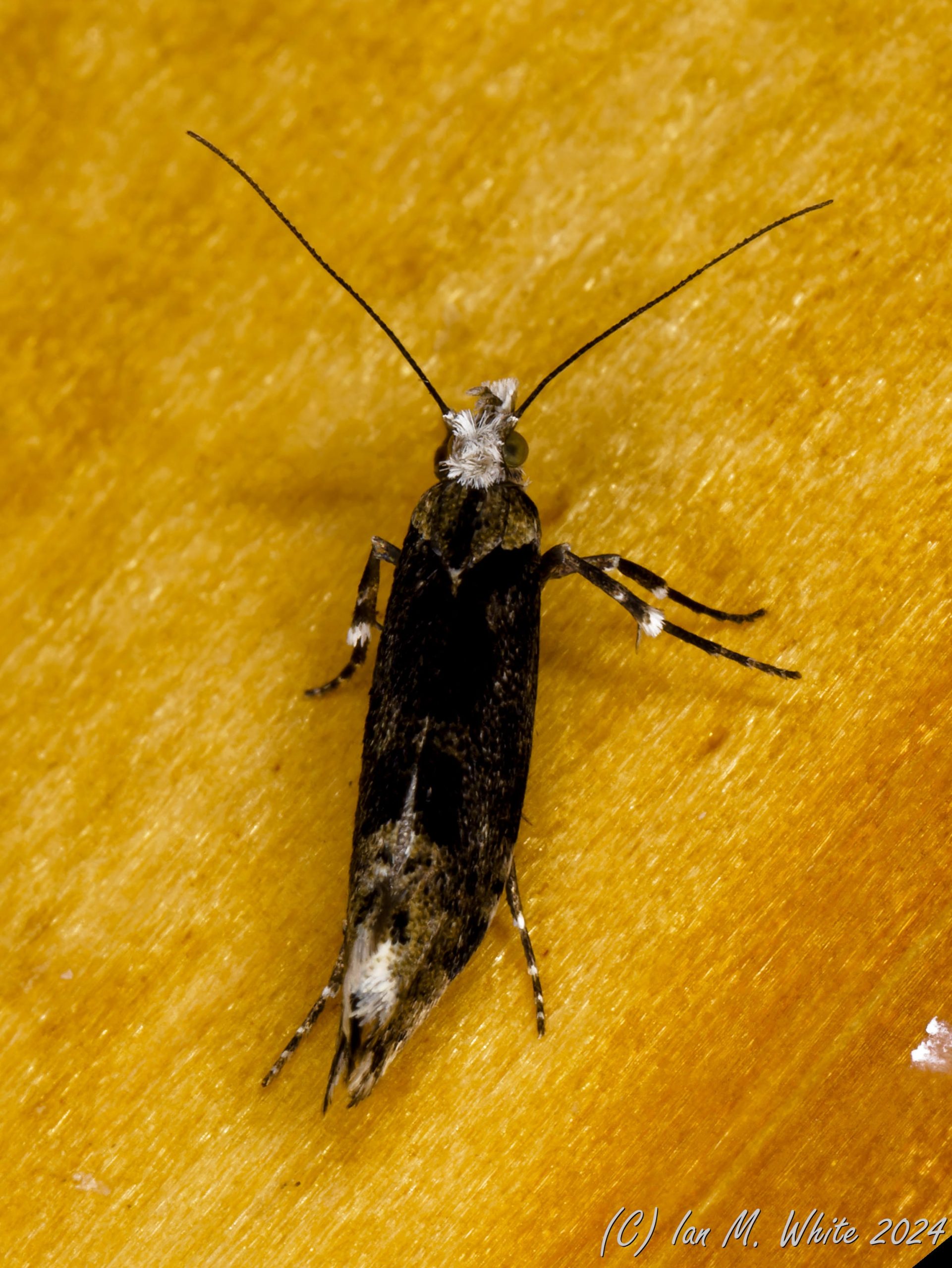 Ysolopha sequella - Ian White