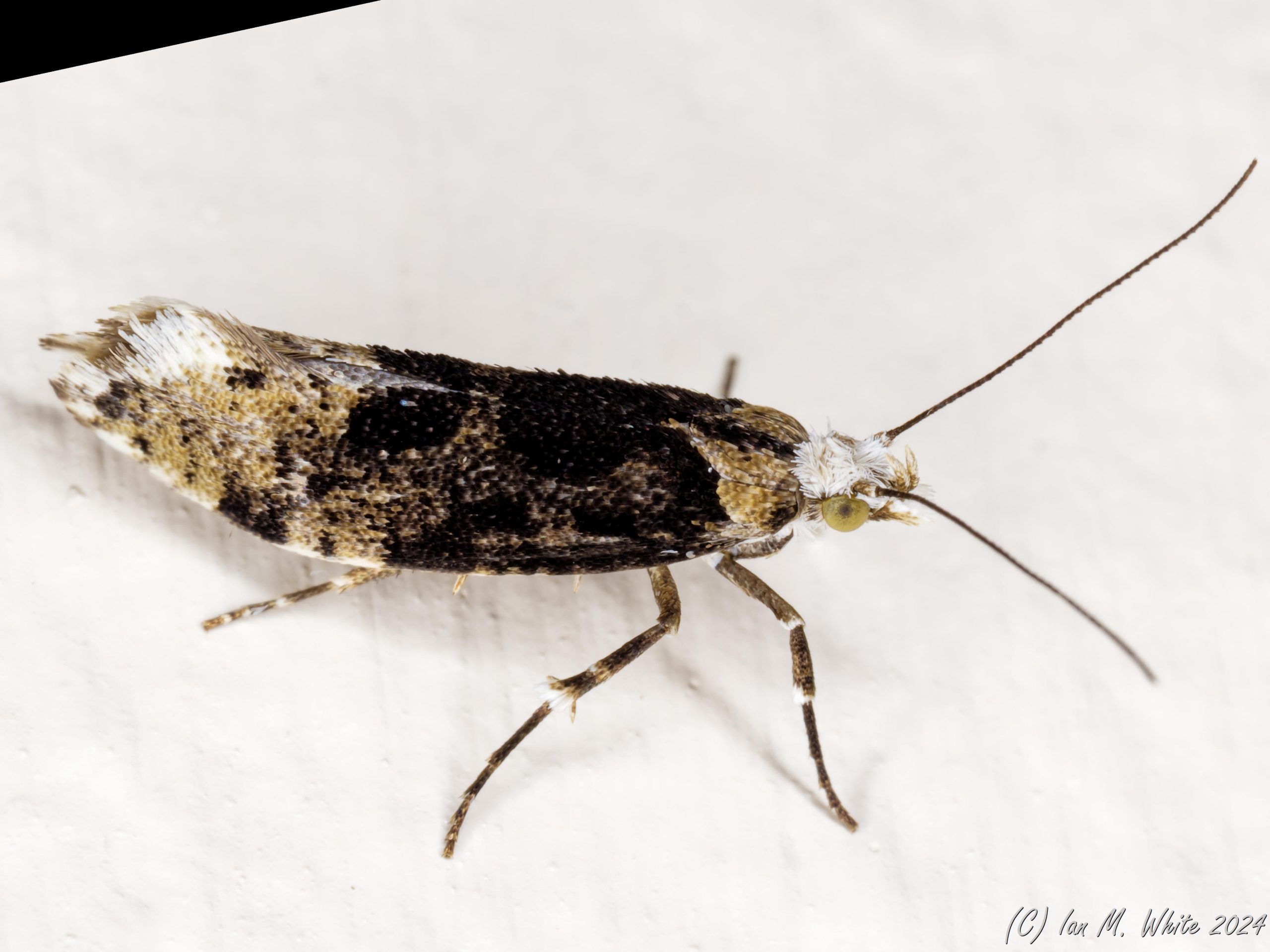 Ysolopha sequella - Ian White