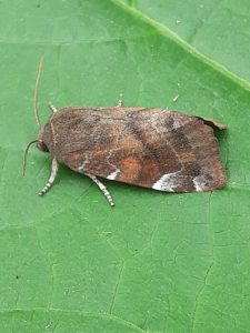 73.215 BF2316 - Lesser-spotted Pinion - Noctuidae - Cosmia affinis - Paul Buxton