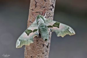 69.001 BF1979Lime Hawk-mothMimas tiliae