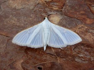 63.048 BF1408Palpita vitrealisOlive-tree Pearl or Jasmine Moth