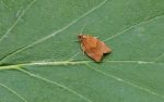 49.026 BF972 – Dark Fruit-tree Tortrix (Pandemis heparana)