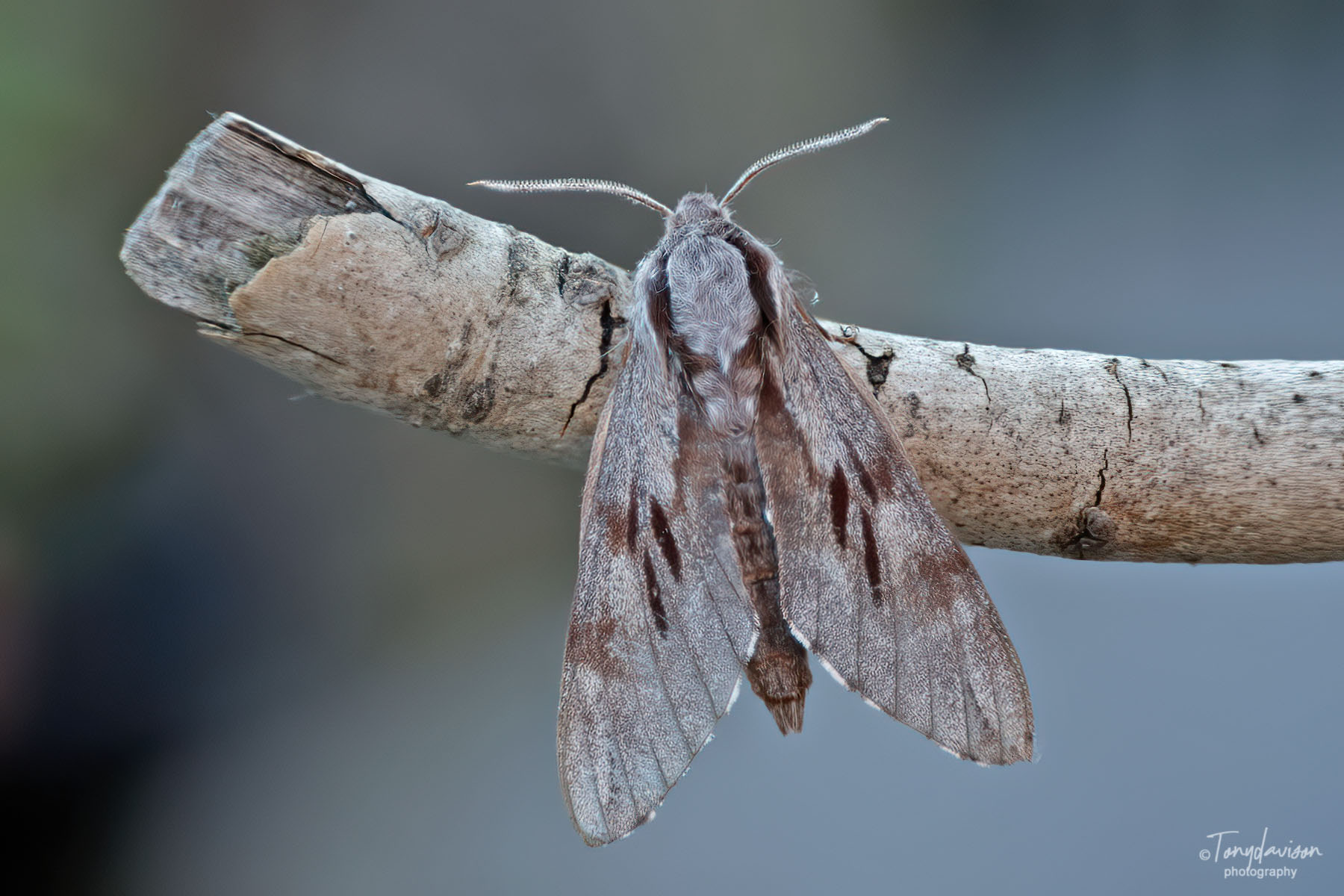 Pine Hawk-moth - Tony Davison