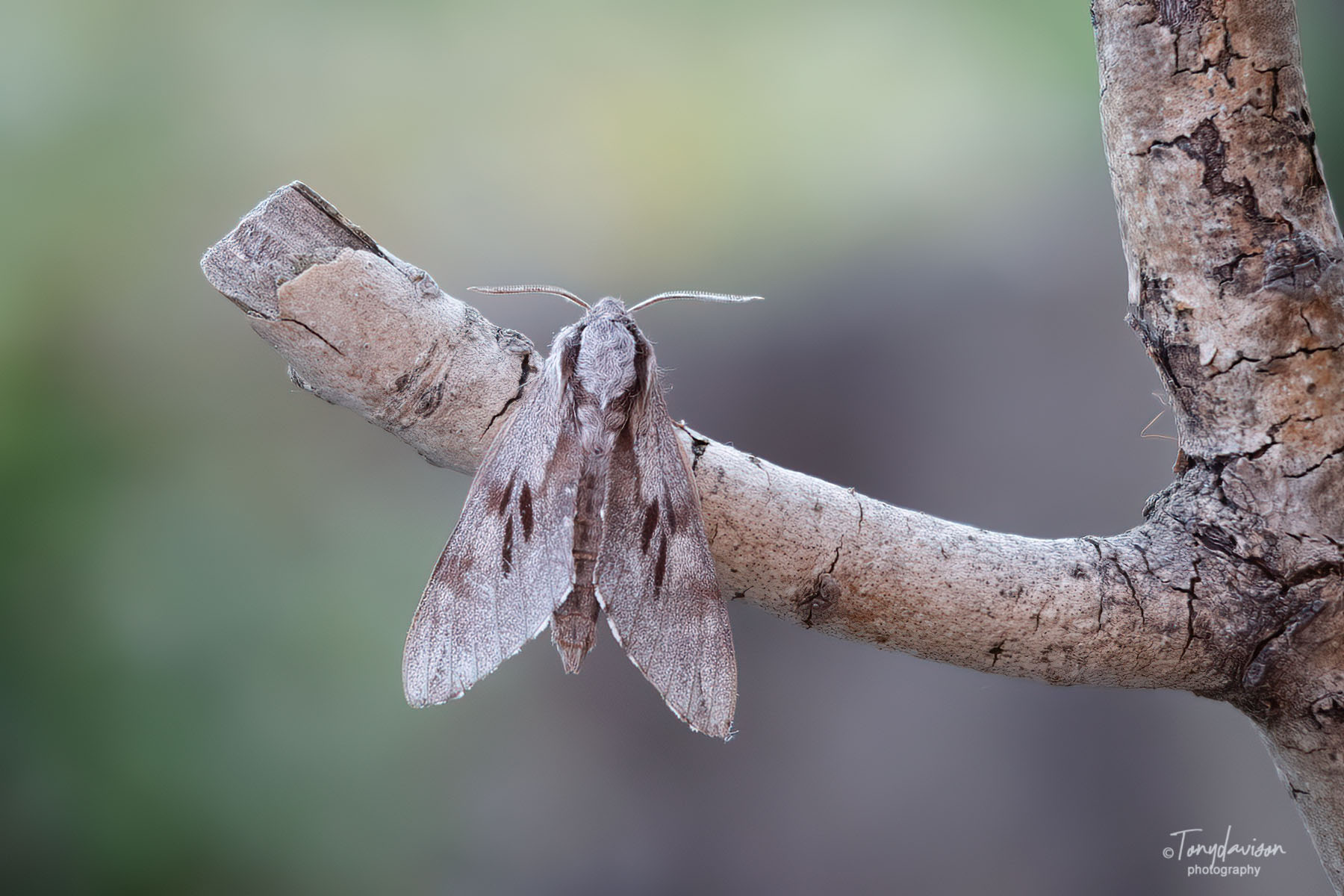 Pine Hawk-moth - Tony Davison