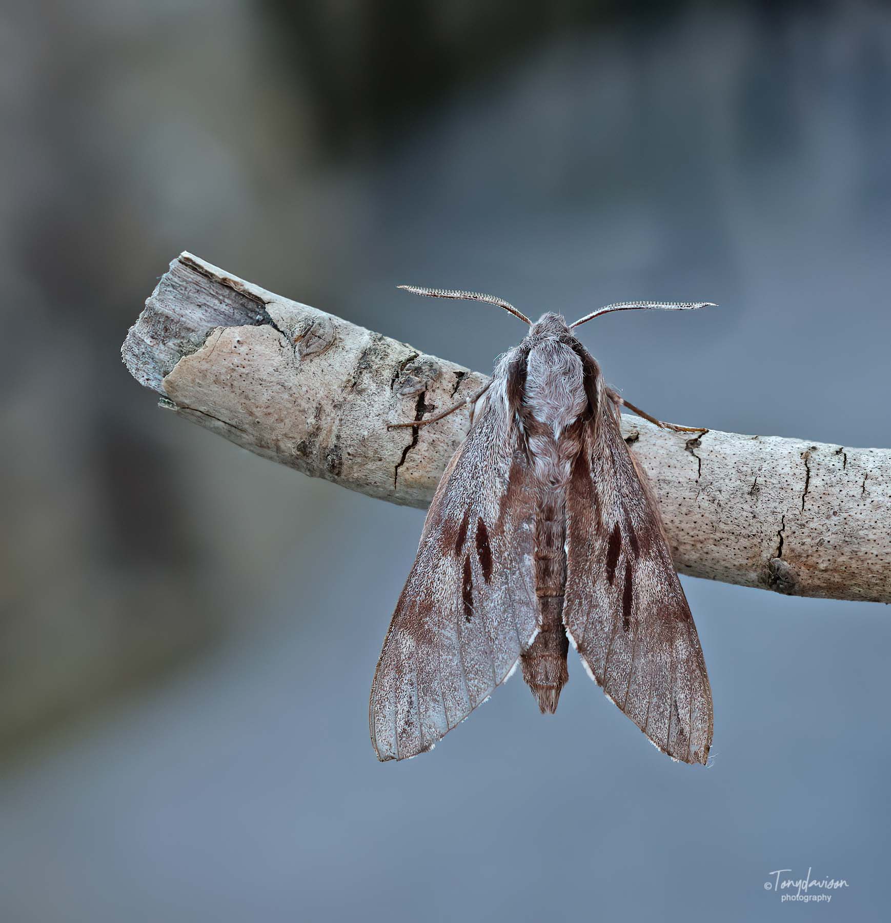 Pine Hawk-moth - Tony Davison