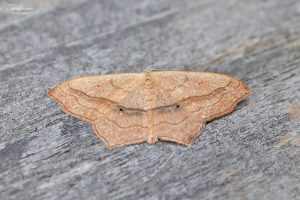 70.024 BF1690Small Blood-veinScopula imitaria