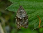 49.028 BF986 – Dark-barred Tortrix (Syndemis musculana)