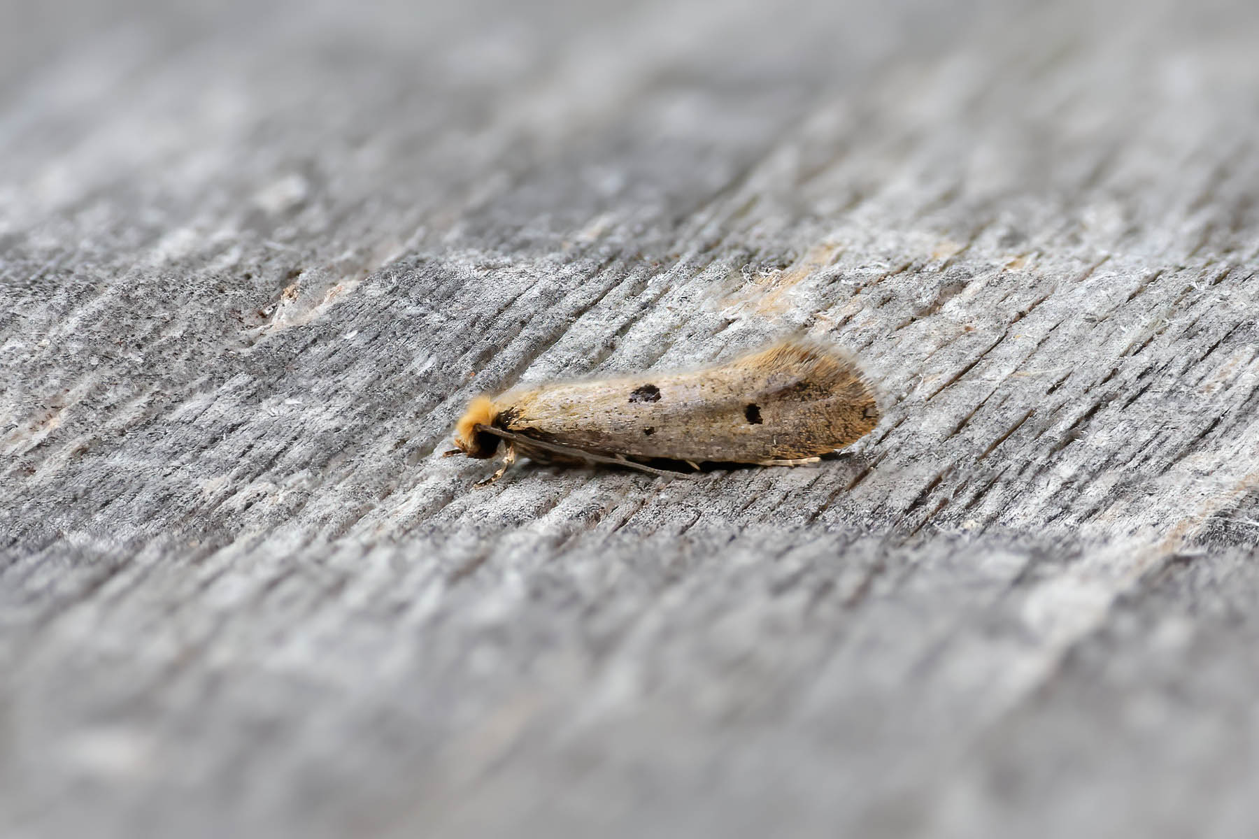 Tinea trinotella - Tony Davison