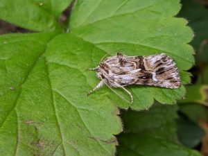 73.059 BF2223 - Toadflax Brocade - Noctuidae - Calophasia lunula - Steve Thorpe