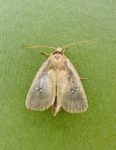 73.139 BF2370 - Twin-spotted Wainscot - Noctuidae - Lenisa geminipuncta - Brian Hallam