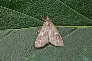 63.037 BF1392Udea olivalisOlive Pearl