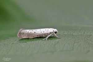 Yponomeuta rorrella - Tony Davison