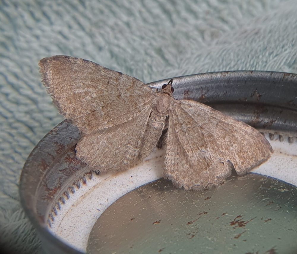 Brown Scallop - Paul Buxton