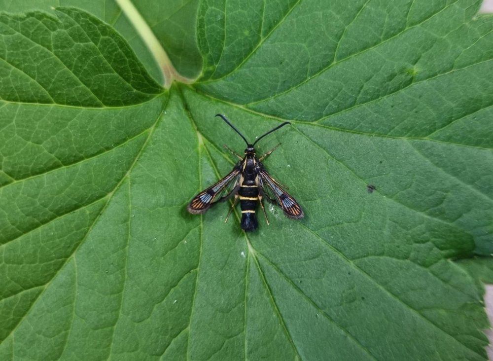 Currant Clearwing - Emily Milnes